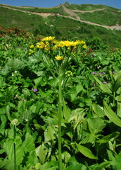 Tephroseris cladobotrys cladobotrys