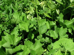 Tephroseris cladobotrys cladobotrys