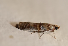 Hypargyria metalliferella