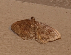 Chrysolarentia bichromata