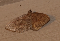 Chrysolarentia bichromata