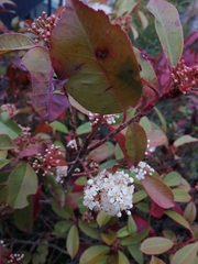 Photinia serrulata