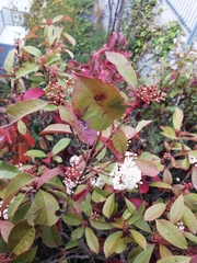 Photinia serrulata