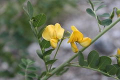 Colutea