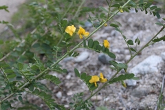 Colutea