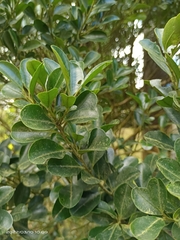Ilex maximowicziana