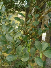 Ilex maximowicziana