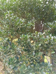 Ilex maximowicziana