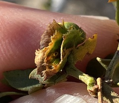 Asphondylia digitata