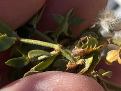 Asphondylia digitata