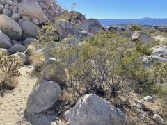 Asphondylia digitata