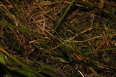Maransis