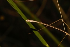 Maransis