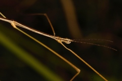Maransis