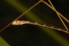 Maransis