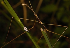 Maransis