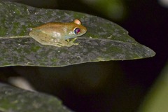Boophis viridis