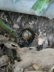 Macrochlamys superlita