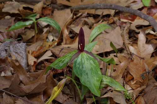 Sabine River wakerobin (Trillium gracile)