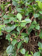 Ardisia chinensis