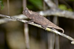 Brookesia superciliaris