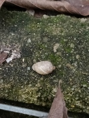 Haploptychius sinensis