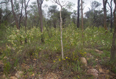Acacia calyculata