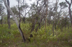 Lysicarpus angustifolius