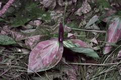 Trillium gracile