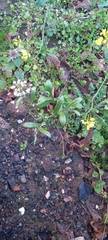 Capsella bursa-pastoris