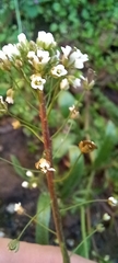 Capsella bursa-pastoris