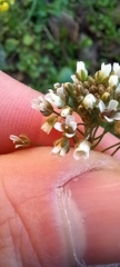 Capsella bursa-pastoris