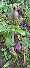 Capsella bursa-pastoris