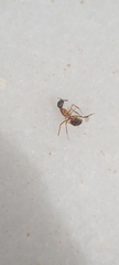 Camponotus xerxes