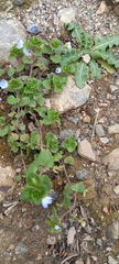 Veronica persica
