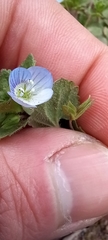 Veronica persica