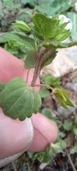 Veronica persica