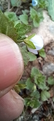 Veronica persica