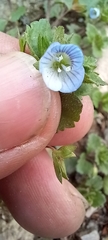Veronica persica