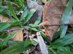 Raorchestes luteolus