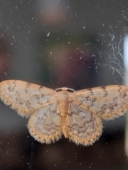 Idaea fumilinea confracta