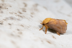 Narosoideus flavidorsalis