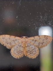 Idaea fumilinea confracta