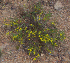 Acacia whitei