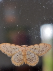 Idaea fumilinea confracta