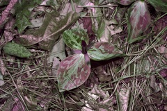 Trillium gracile