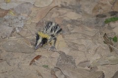 Hemicentetes semispinosus