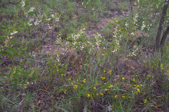 Acacia calyculata