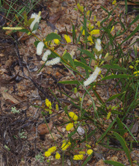 Acacia calyculata