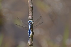 Acisoma attenboroughi
